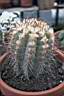 COPIAPOA LEMBCKEI.jpg